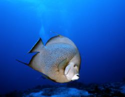This sweet-looking Gray Angelfish swam right up to my cam... by Robyn Churchill 